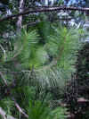 ramo de Pinus elliottii