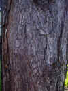 tronco de Pinus elliottii