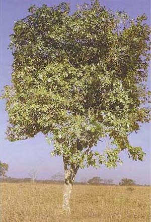 Amaioua guaianensis