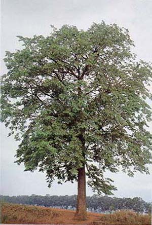 Annona