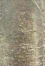 Casca