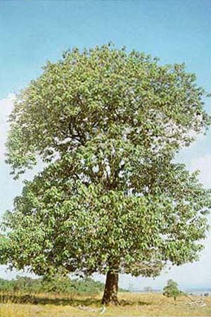 C.Sellowiana