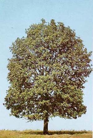 Cupania vernalis