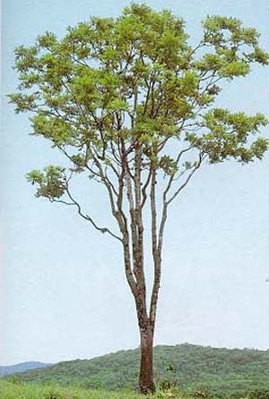 Diatenopteryx sorbifolia