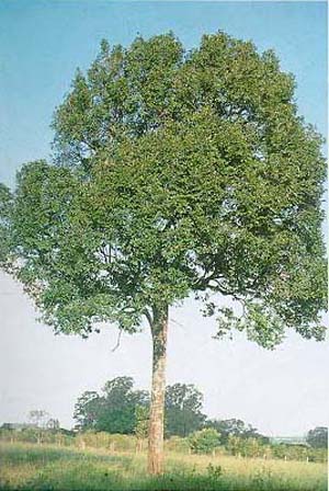 Duguetia