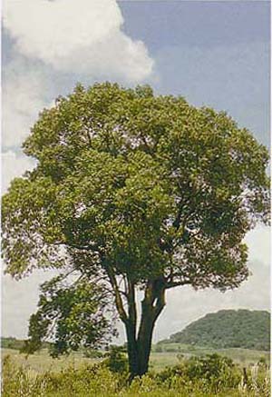 Endlicheria
