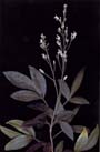 Flor