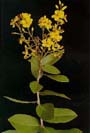Flor