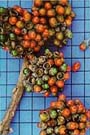 Fruto