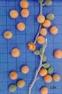 Fruto