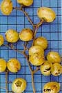 Fruto