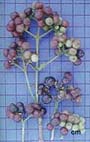 Fruto