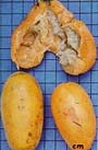 Fruto