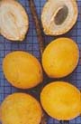 Fruto