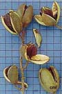 Fruto