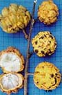 Fruto