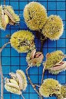 Fruto
