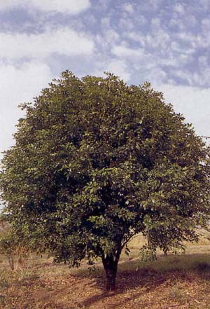 Galipea jasminiflora