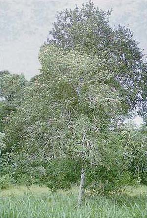 Gomidesia affinis