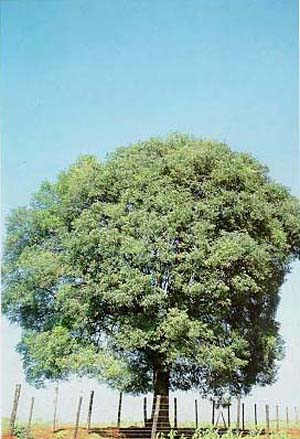 Holocalyx