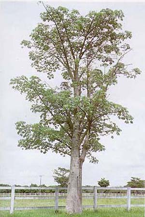 Jacaratia