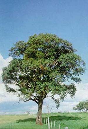 Luehea paniculata