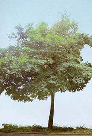 Metrodorea nigra