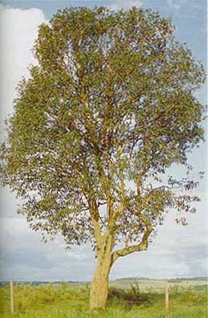 Myrcia tomentosa