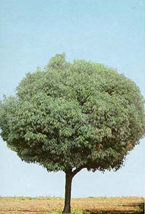 Nectandra Megapotamica