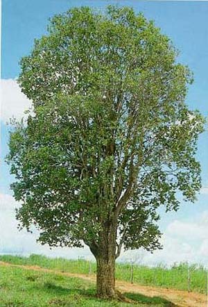 Qualea dichotoma