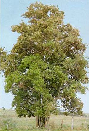 Seguieria Langsdorffii