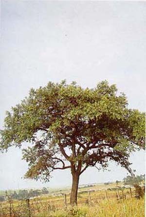 Styrax ferrugineus