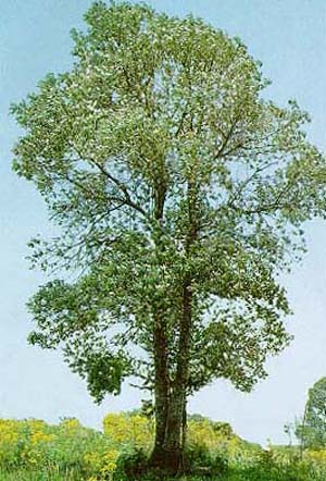 Vernonia