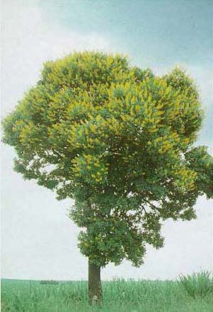 Vochysia tucanorum